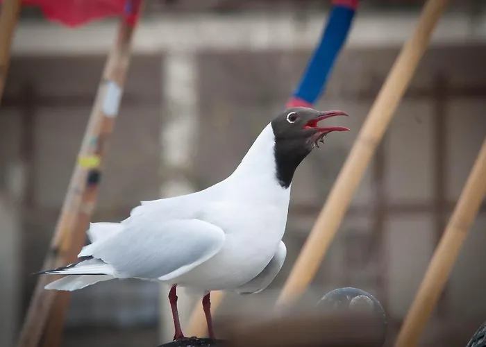 Magnat アパート ポゴジェリツァ